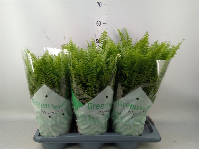 <h4>Nephrolepis exal. 'Green Moment'</h4>