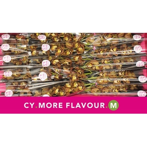 Mini cymbidium 'Sirocco' 50 cm