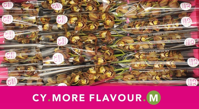 <h4>Mini cymbidium 'Sirocco' 50 cm</h4>