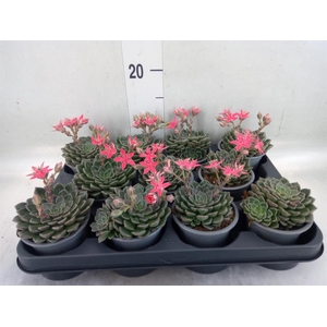 Graptopetalum tacitus