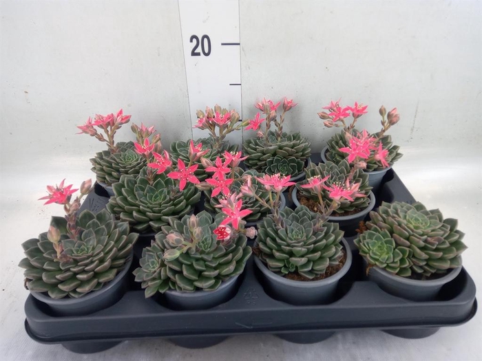 <h4>Graptopetalum tacitus</h4>