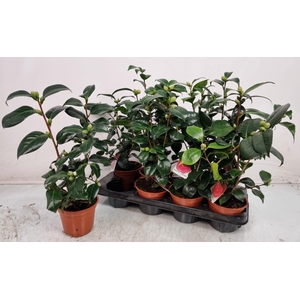 CAMELLIA JAPONICA