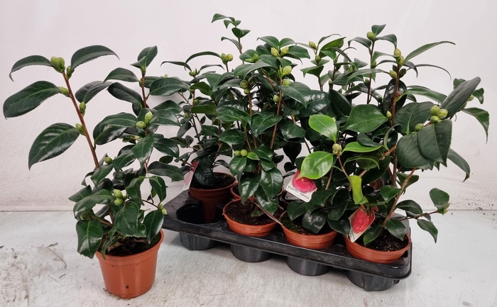 <h4>CAMELLIA JAPONICA</h4>