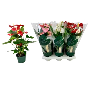 Anthurium   ...mix 4