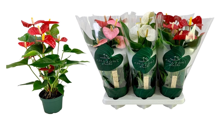 <h4>Anthurium   ...mix 4</h4>