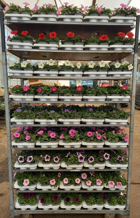 <h4>PET SURF MIXK</h4>