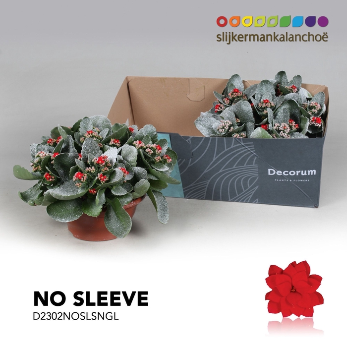 <h4>Kalanchoe No Sleeve - Red with Snow and Glitter</h4>