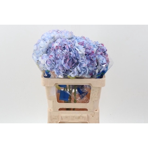 Hydr Antique Roseth Select