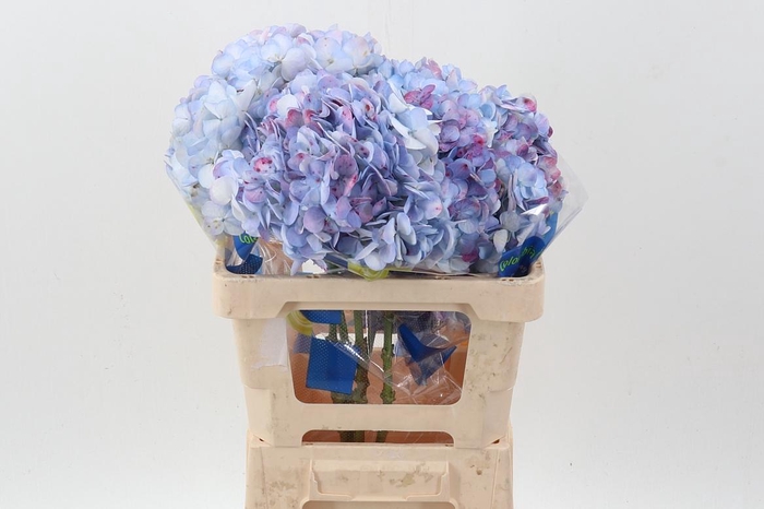 <h4>Hydr Antique Roseth Select</h4>