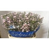 Aster Claudia
