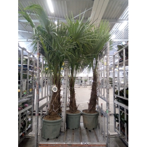 Trachycarpus fortunei