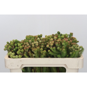 Kaaps Groen Baubles Young