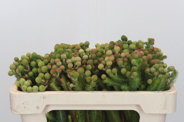 <h4>Kaaps Groen Baubles Young</h4>