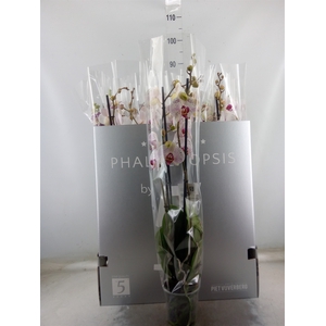 Phalaenopsis   ...white