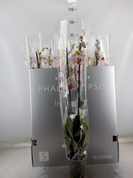<h4>Phalaenopsis   ...white</h4>
