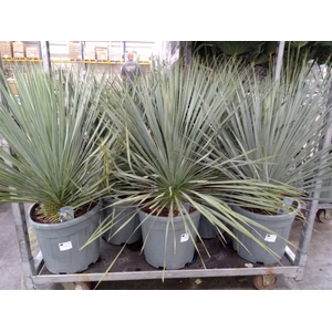 Yucca rostrata