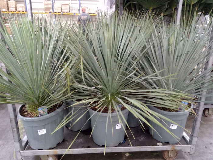 <h4>Yucca rostrata</h4>