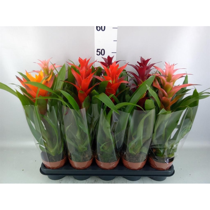<h4>Guzmania   ...mix</h4>
