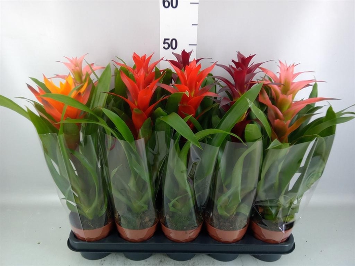 Guzmania   ...mix