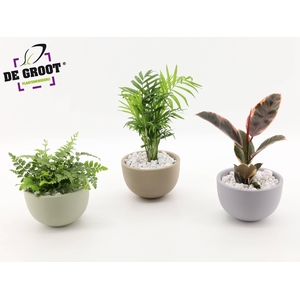 Arrangement gemengd in schaal