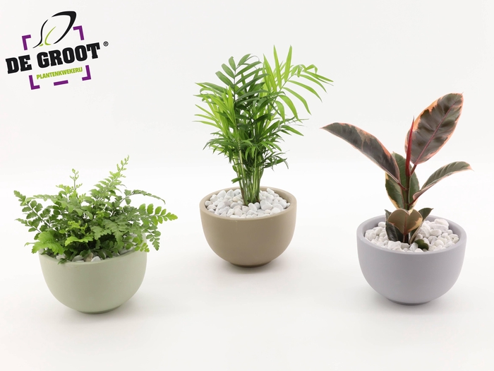 <h4>Arrangement gemengd in schaal</h4>