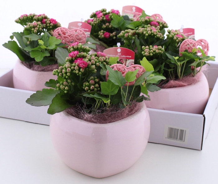 <h4>ARR KAMERPL</h4>