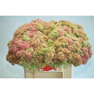 SEDUM SPECTABILE