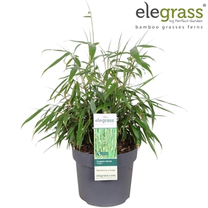 Fargesia robusta Pingwu