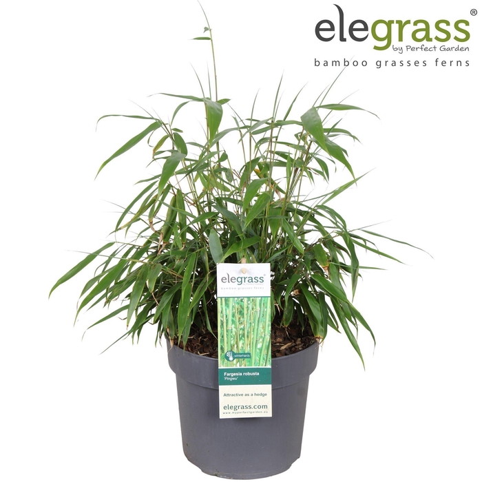 Fargesia robusta Pingwu