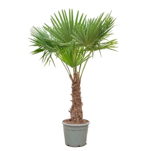 Trachycarpus Fortunei - 240cm