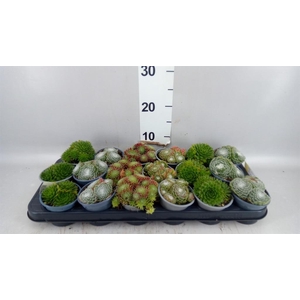 Sempervivum   ...mix