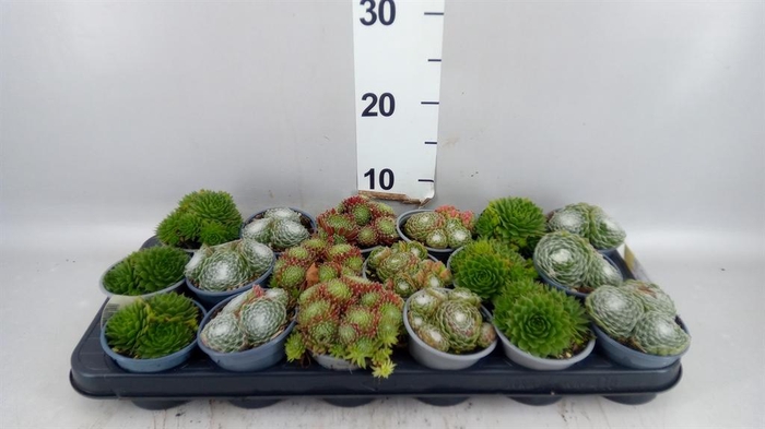 <h4>Sempervivum   ...mix</h4>