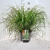 Pennisetum alopecuroides