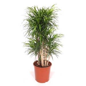 Dracaena Anita