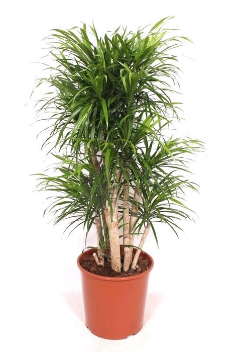 <h4>Dracaena Anita</h4>