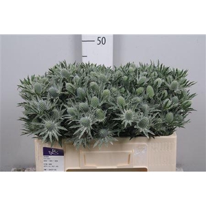 Eryngium  'Sirius Questar'