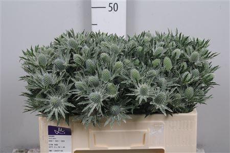 <h4>Eryngium  'Sirius Questar'</h4>