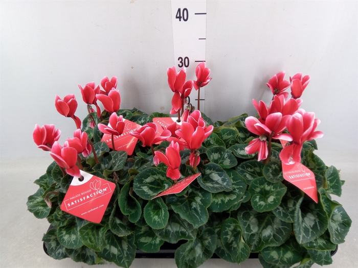 <h4>Cyclamen KL 'Halios Red Satisfacti'</h4>