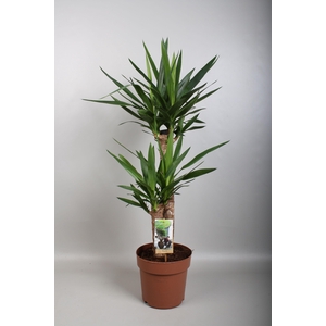 Yucca 60-30 2+ kop