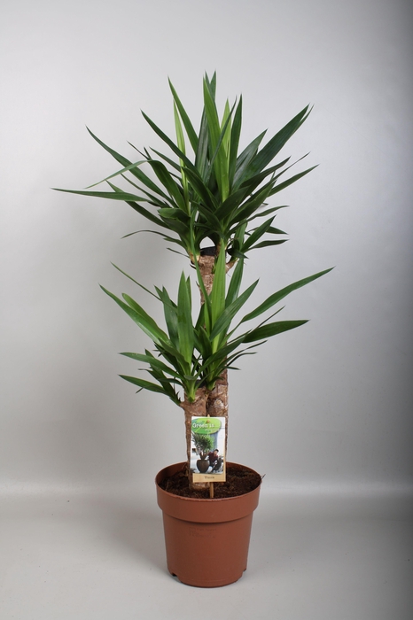 <h4>Yucca 60-30 2+ kop</h4>