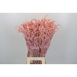 Amaranthus Yearming Desert Lady Pink