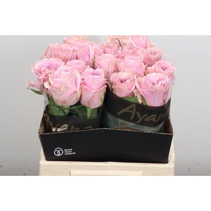 R Gr Addicted 2 Love