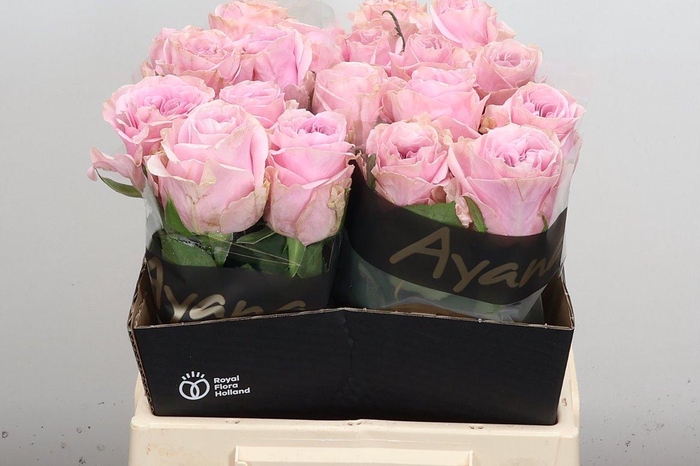 <h4>R Gr Addicted 2 Love</h4>