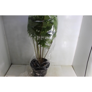 CYATHEA COOPERI P27