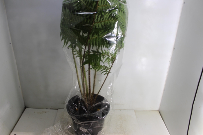<h4>CYATHEA COOPERI P27</h4>