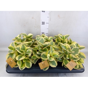Peperomia obt. 'Obtipan Bicolor'