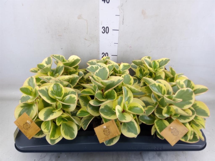 <h4>Peperomia obt. 'Obtipan Bicolor'</h4>