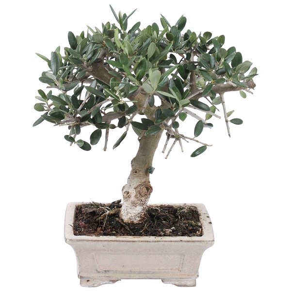 <h4>Bonsai Outdoor DeLuxe Olea Sylvestrys ø20cm</h4>