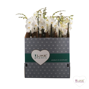 Phal 2 Tak White 70 Cm Italie