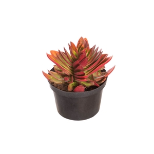 SUCULENTAS CRASSULA CAPITELLA CAMPFIRE P11